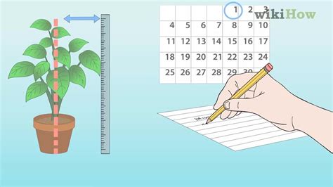 tool to measure the stem thickness of a plant|plant growth measurement chart.